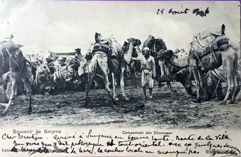 chameaux Izmir