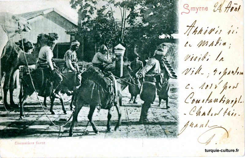 Izmir, chameaux