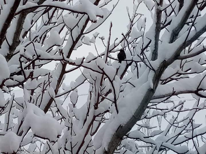 Karaozu sous la neige