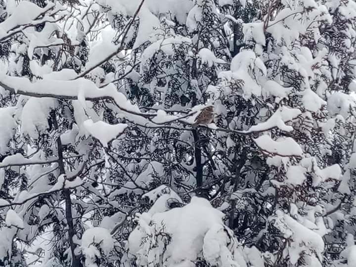 Karaozu sous la neige