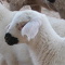 moutons-petit.JPG