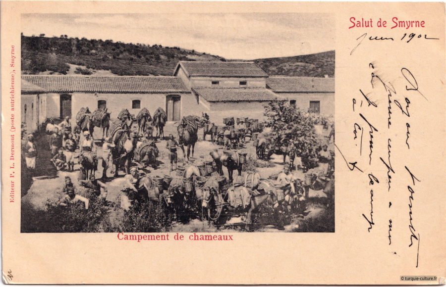 Smyrne campement de chameaux
