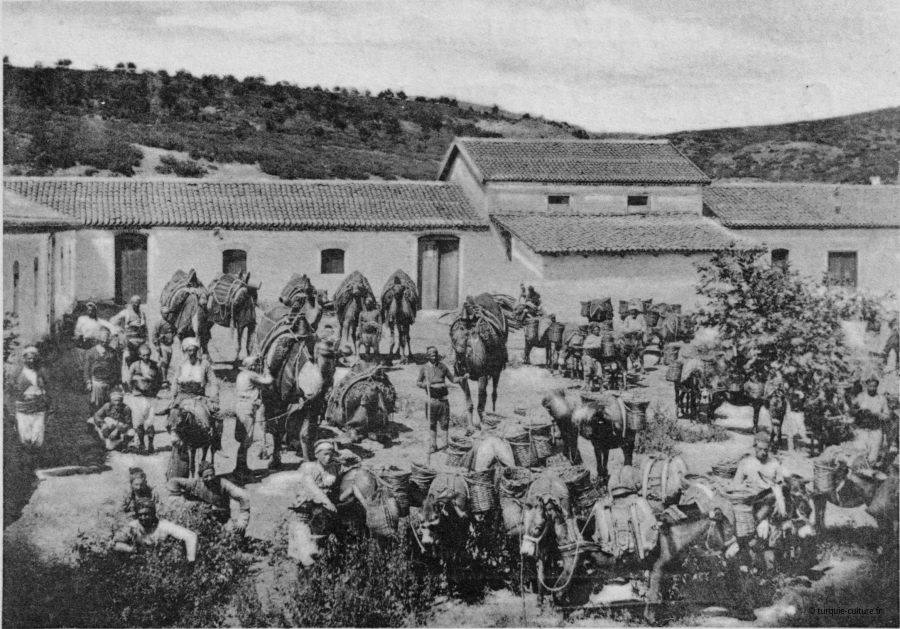 Smyrne campement de chameaux