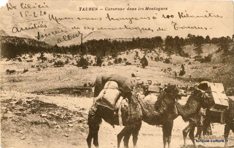 Taurus, chameaux