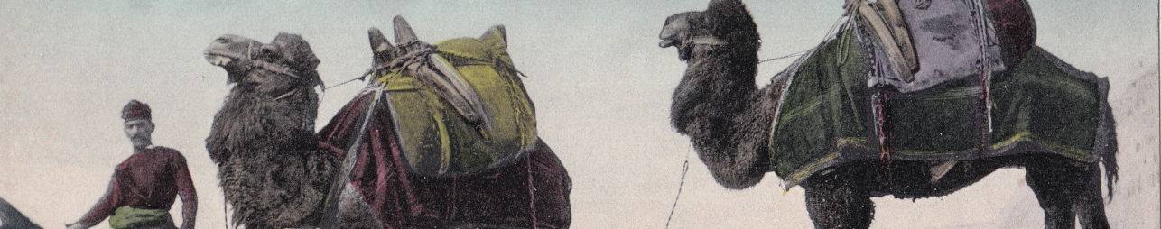 chameaux-pehlivans-smyrne